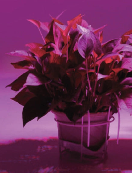 ampoule filament rose allumé